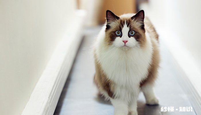 家里驱虫方法 家里有婴儿用什么可以驱虫