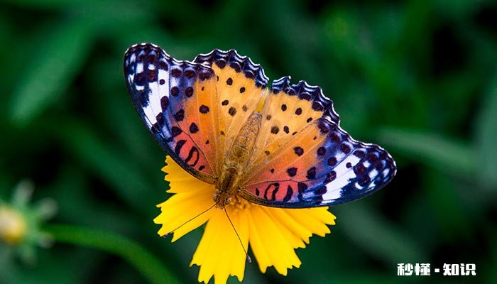 枯叶蝴蝶的特点 枯叶蝴蝶原文