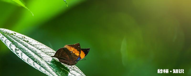 枯叶蝴蝶的特点 枯叶蝴蝶原文