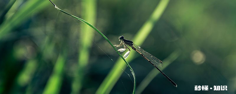 蜻蜓会走路吗 蜻蜓的脚能走路吗