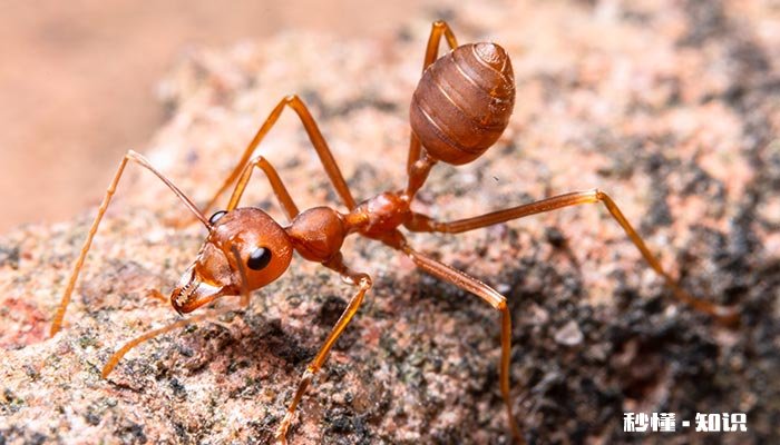 家里有蚂蚁怎么治除根 家里蚂蚁怎么彻底清除