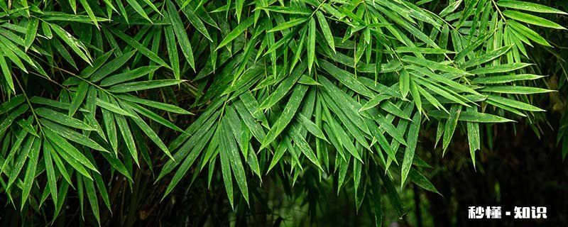 毛竹开花吗 毛竹如果不开花谚语