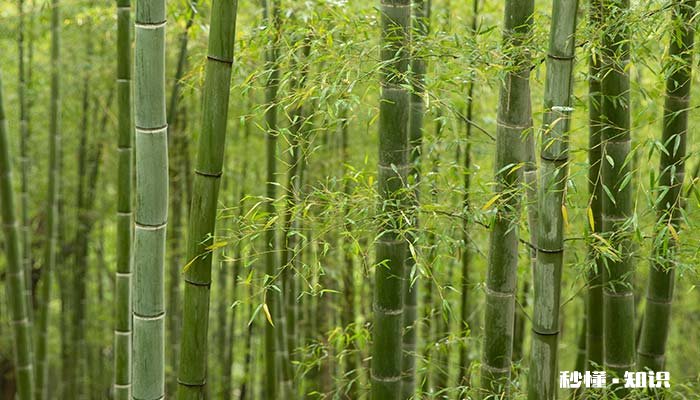 毛竹开花吗 毛竹如果不开花谚语