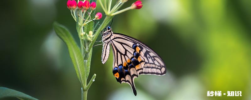 春天常见的昆虫5种 十二种春天常见的花