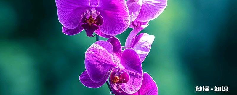 蝴蝶兰怎么培养土壤 蝴蝶兰适合什么土壤