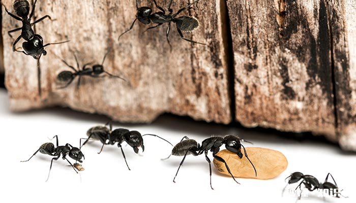 蚂蚁有什么用 蚂蚁的特性是什么