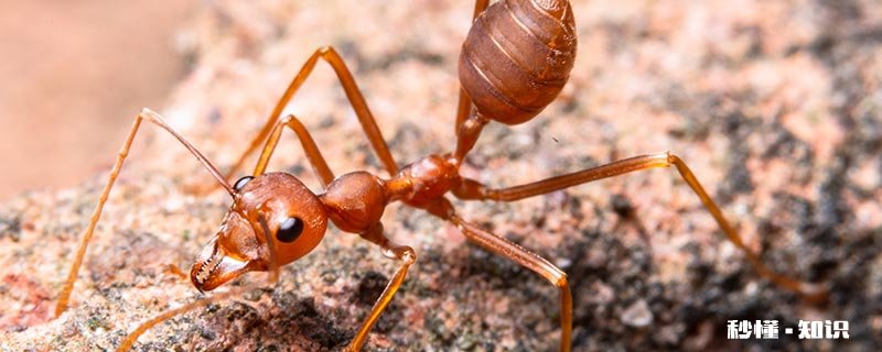 蚂蚁有什么用 蚂蚁的特性是什么