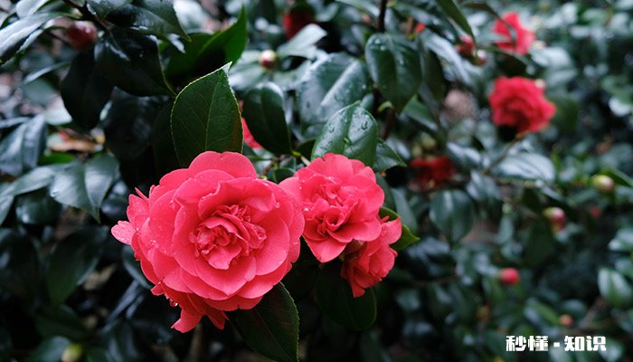 霜降节气三候 霜降节气三候的含义图