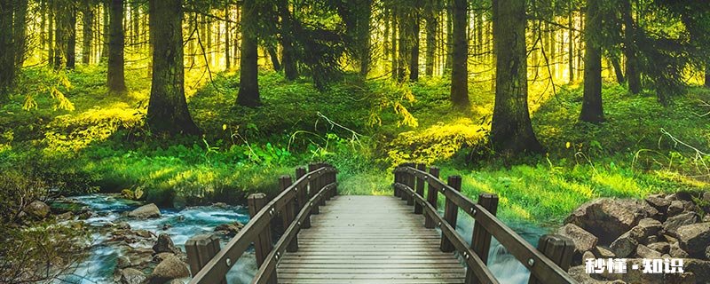 植物油是什么 植物油是什么组成的