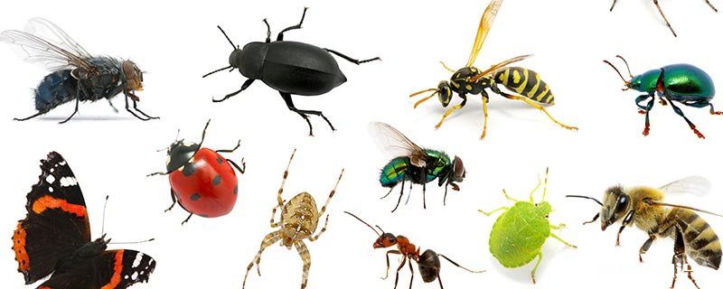 蚂蚁的特点 蚂蚁的特点和本领