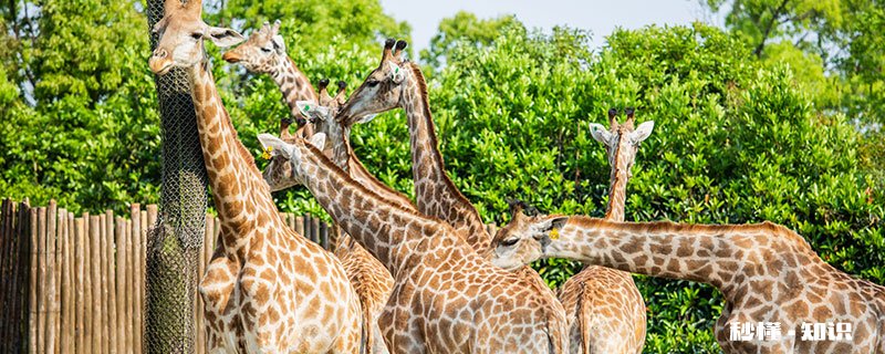 长颈鹿属于鹿类是否正确 长颈鹿属于鹿类动物