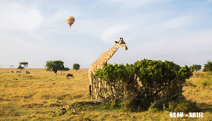 长颈鹿属于鹿类是否正确 长颈鹿属于鹿类动物