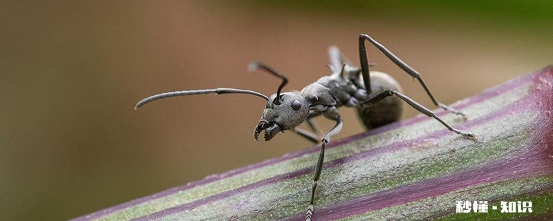 蚂蚁药撒地上多久失效 蚂蚁药撒地上能保持几天有效