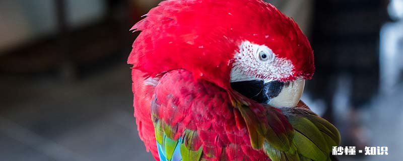 虎皮鹦鹉可以看羽毛颜色分公母吗 虎皮鹦鹉羽毛颜色暗淡
