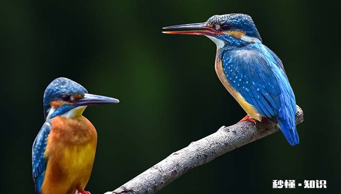 虎皮鹦鹉可以看羽毛颜色分公母吗 虎皮鹦鹉羽毛颜色暗淡