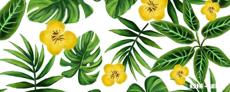 龟背竹是什么寓意 仙洞龟背竹的寓意