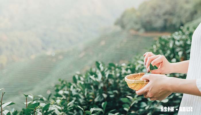 庐山云雾茶生长的环境 庐山云雾茶生长的海拔叫什么