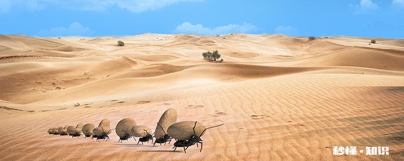 蚂蚁的特别之处在哪里 蚂蚁洞的特别之处在哪里