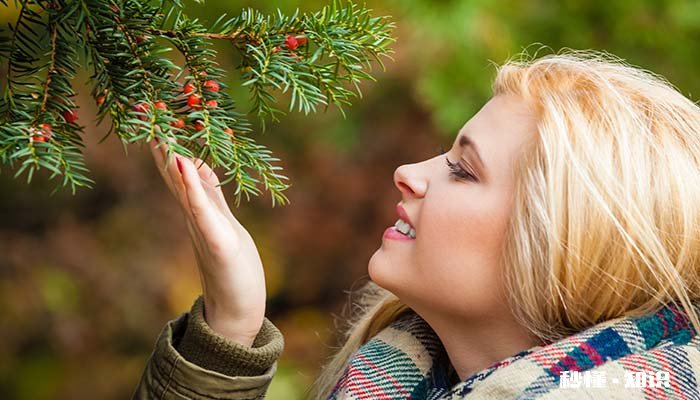 红豆杉喜欢什么土壤 红豆杉土壤要求