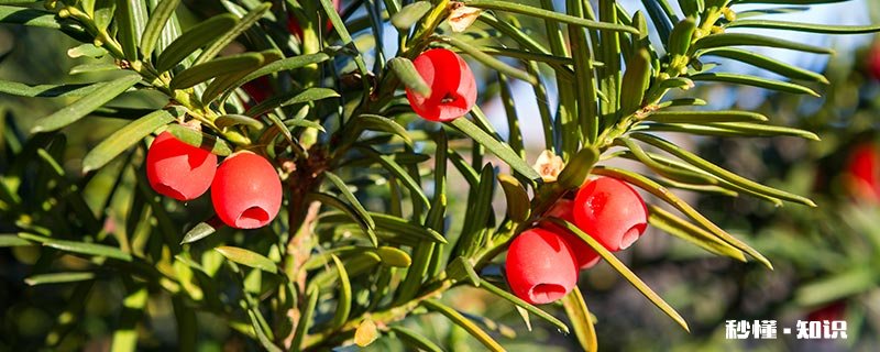 红豆杉喜欢什么土壤 红豆杉土壤要求