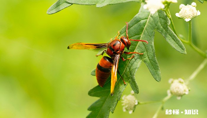 蜜蜂能找到回家的路的原因是什么 蜜蜂怎么能找到回家的路