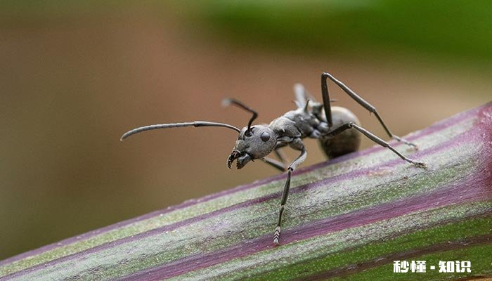 桌子上为什么无缘无故有蚂蚁 桌子上为什么无缘无故有蚂蚁 没有甜食
