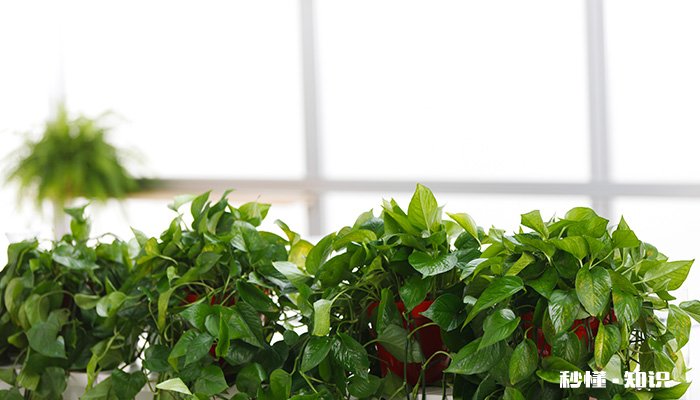 龟背竹叶子发黄耷拉怎么回事 龟背竹叶子发黄干枯是怎么回事