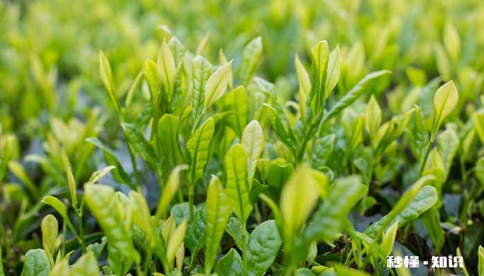 茶叶能用塑料袋保存吗 茶叶放茶叶罐保存要塑料袋好吗