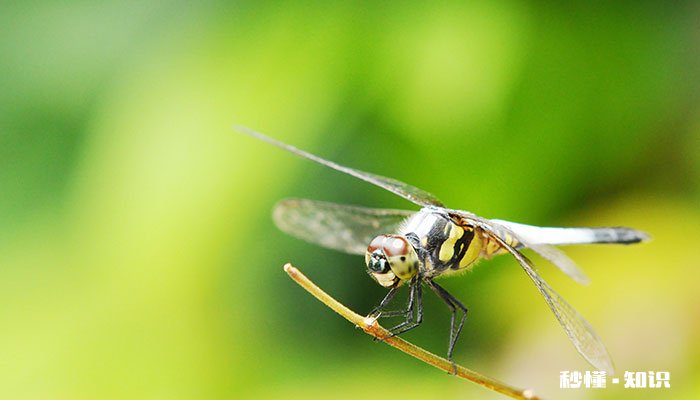 蜻蜓特点和本领 蜻蜓眼睛的特点和本领