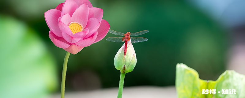 蜻蜓特点和本领 蜻蜓眼睛的特点和本领