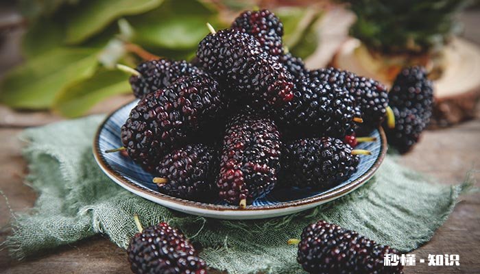 桑葚有没有虫子 桑葚的虫子可以吃吗