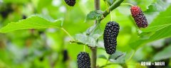 桑葚有没有虫子 桑葚的虫子可以吃吗