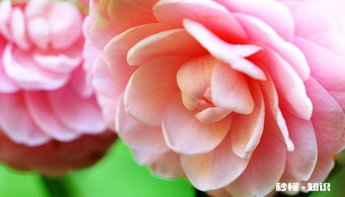 茶花掉叶子的补救方法 茶花叶子掉光了怎么处理