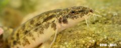 泥鳅的特点 泥鳅的特点和本领