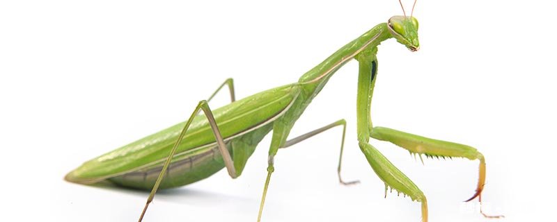 吃害虫的昆虫有哪些 吃害虫的昆虫有哪些图片