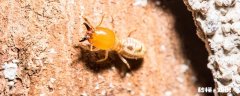 家里有小黄蚂蚁的原因 家里有好多小黄蚂蚁 原因