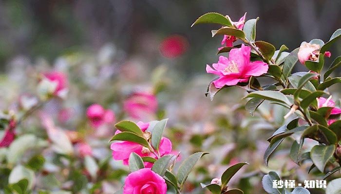 山茶花的形态特征 山茶花的形态特征简介