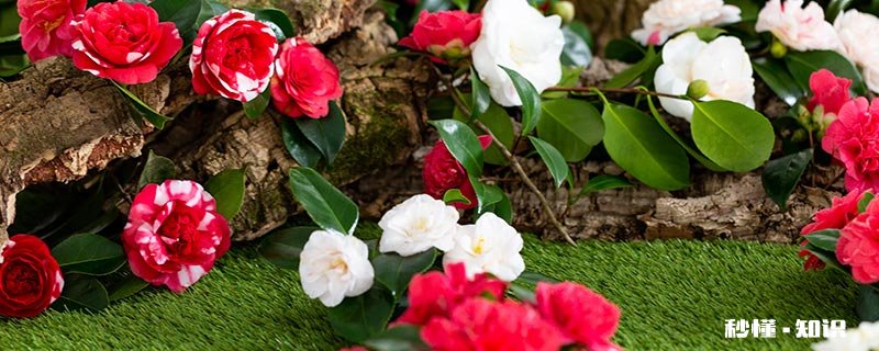 山茶花的形态特征 山茶花的形态特征简介