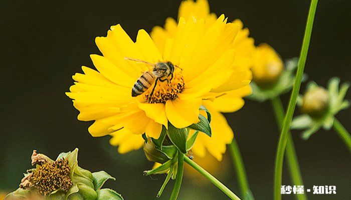 蜜蜂巢脾是什么东西 蜜蜂咬巢脾是什么原因