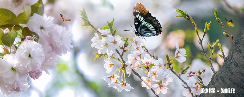 蚕变成蛾子还是蝴蝶 蛾子能变成蝴蝶吗