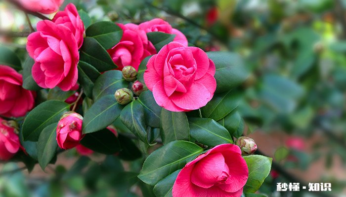 霜降应注意什么 霜降应注意什么