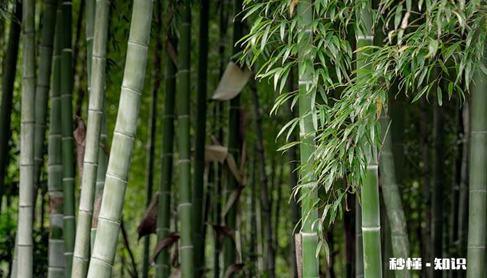 竹子扎根需要几年 竹子用几年时间扎根