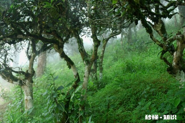 茶树的特性是什么 茶树不开花是什么原因
