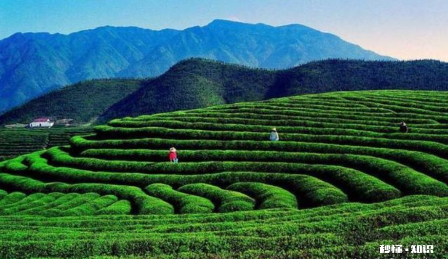 茶树的特性是什么 茶树不开花是什么原因