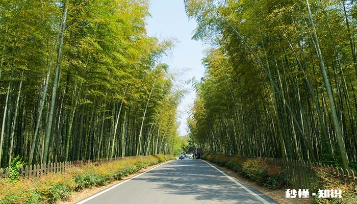 竹子象征着什么意义 梅花竹子象征着什么意义