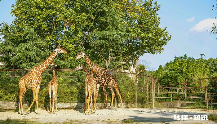 为什么长颈鹿倒下三分钟会死 长颈鹿为什么不能倒下