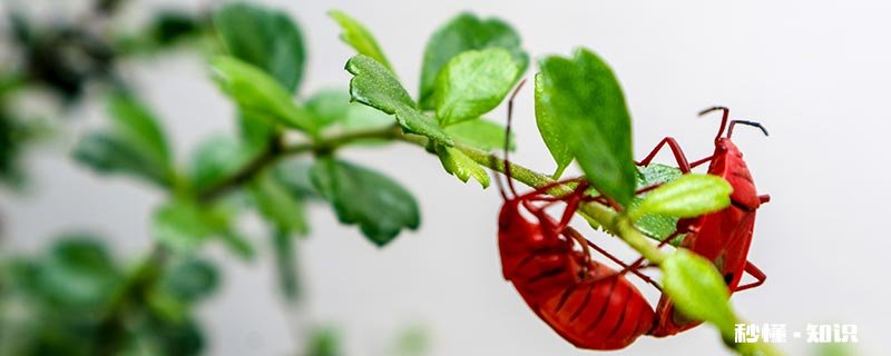 花土里生虫子怎么办 种花的土里面有了虫子怎么处理