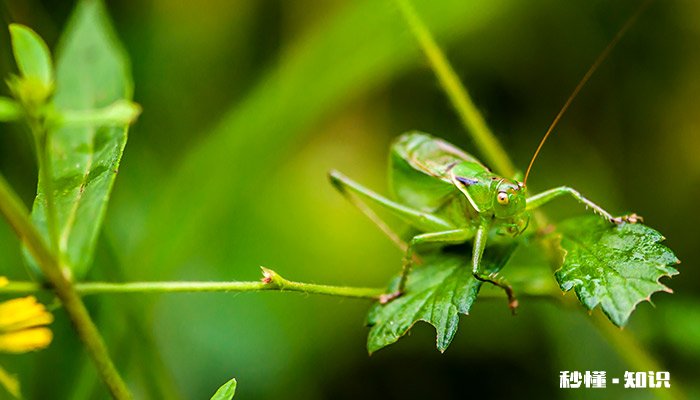 蚂蚱是昆虫吗 蚂蚱是什么季节的昆虫