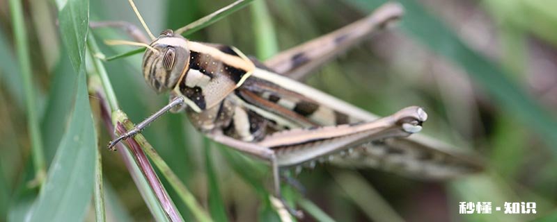 夏天的夜晚有什么昆虫的叫声 夏天的夜晚不时传来什么的叫声