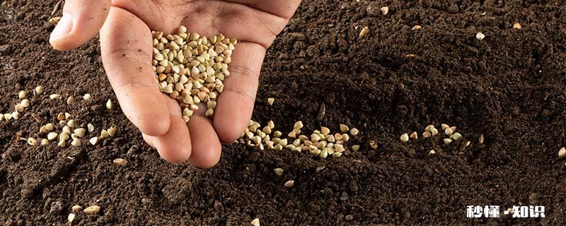 哪里有砂质土壤 砂质土壤的肥力特点